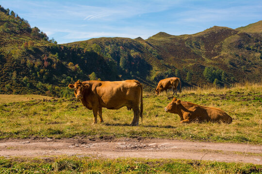 Dairy cows in their summer pasture at Laghi di Festons on Sella Festons near Sauris di Sopra, Udine Province, Friuli-Venezia Giulia, north east Italy
