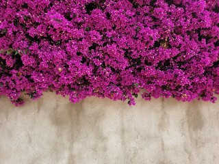 Pink flower bougainvillea on a concrete wall, background