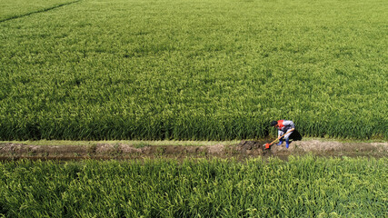 Farmers work in paddy fields, North China
