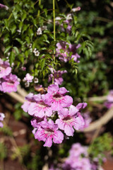Pink Trumpet Vine, Podranea ricasoliana, flower, Spain