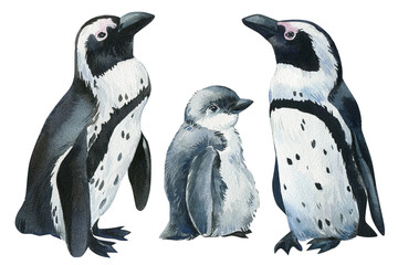 Penguins an isolated white background, watercolor illustration, cute baby penguin © Hanna