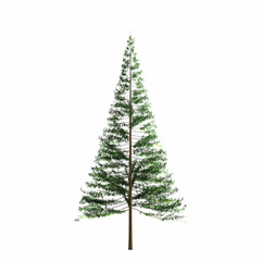 Christmas tree, a coniferous tree. Illustration on white background. Graphic, image.