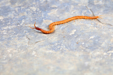 Centipedes crawling on rocks, North China