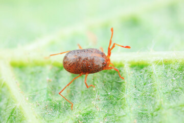 A tick mite in green leaves, North China