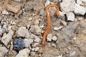 Centipede crawls on the ground, North China