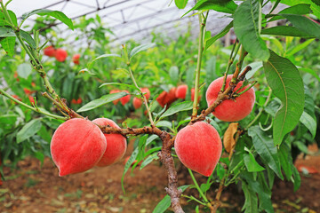 Ripe peaches on branches in a plantation, North China