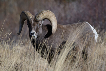 Fototapeta premium Colorado Rocky Mountain Bighorn Sheep
