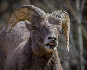 Colorado Rocky Mountain Bighorn Sheep