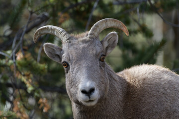 Fototapeta premium Colorado Rocky Mountain Bighorn Sheep