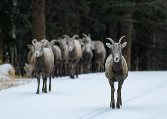 Colorado Rocky Mountain Bighorn Sheep