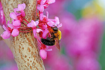 Yellow breasted wasp collects honey on Wisteria flowers, North China