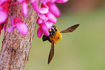 Yellow breasted wasp collects honey on Wisteria flowers, North China