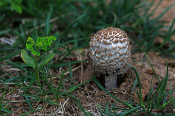 Wild mushrooms in the grass, North China