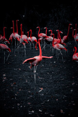 Obraz premium Flamingo breitet seine Flügel aus