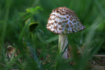 Wild mushrooms in the grass, North China