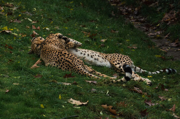 Jaguare spielen im Gras