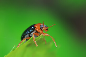 Fototapeta premium Leaf beetle on wild plants, North China