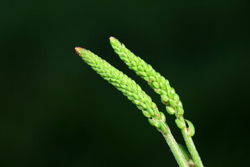 Close up of plantain bud