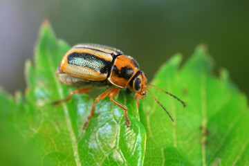 Leaf beetle on wild plants, North China