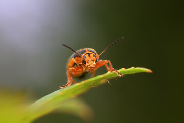 Leaf beetle on wild plants, North China
