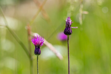 Cirsium rivulare flower in meadow, close up shoot	