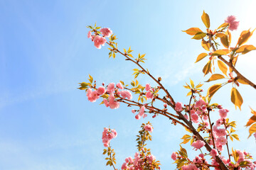 Cherry blossoms in full bloom in the park, North China