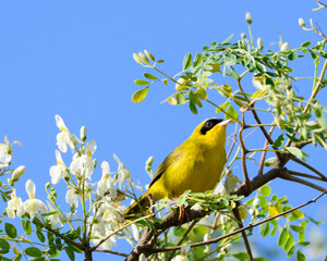 Masked Yellowtroat Warbler perched in a Moringa tree in the bright sunlight.