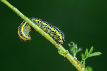Lepidoptera larvae in the wild, North China