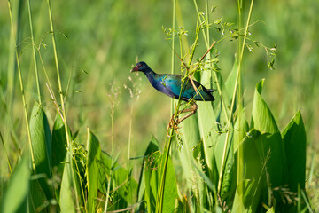 Purple Gallinule, Porphyrio martinicus, hunting in the tall grass in a marsh in bright morning sunlight.