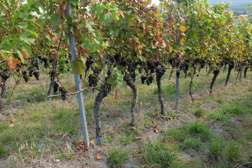 Domina Reben im Weinberg vor der Ernte