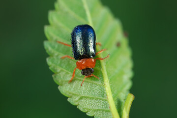 Leaf beetle on wild plants, North China