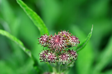 Close up of wild plants, North China