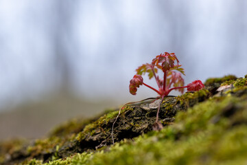 Fototapeta Mała roślina na skośnej powierzchni pnia, na ostatnim planie rozmyte bezlistne drzewa.  obraz