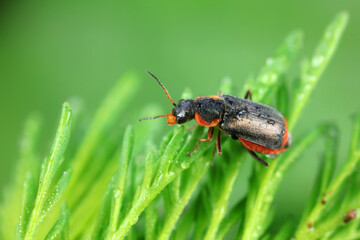 Beautiful beetles on wild plants, North China