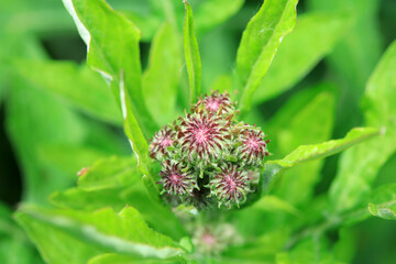 Close up of wild plants, North China
