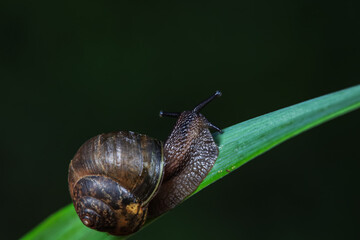 Snails on wild plants, North China