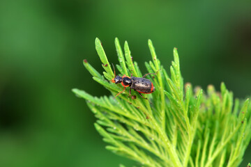Beautiful beetles on wild plants, North China