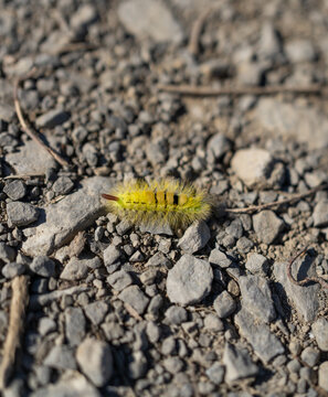 Yellow caterpillar on a stone floor