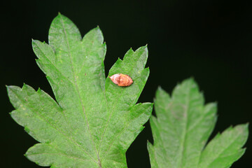 Leaf cicada on wild plants, North China