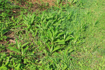 Wild weed thistle, North China