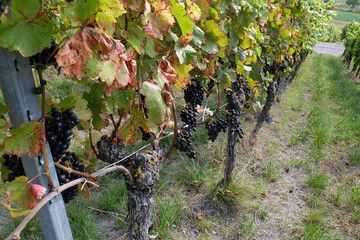 Domina Reben im Weinberg vor der Ernte