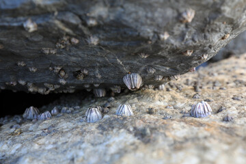 Barnacles grow on coastal rocks in North China