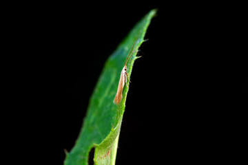 Lepidoptera insects in the wild, North China