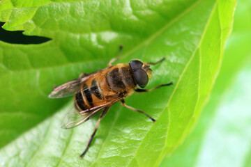 Aphid eating flies in the wild, North China