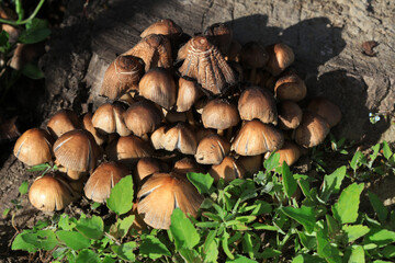 Wild mushrooms in the grass, North China