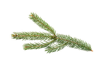 Spruce branch isolated on a white background