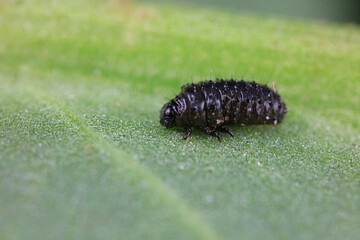 Ladybugs on wild plants, North China