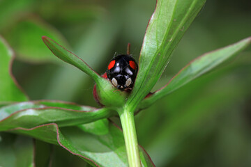 Ladybugs on wild plants, North China