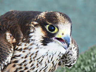 Detail of an eagle on display
