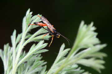 Bee insects in the wild, North China